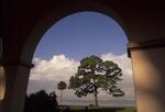 Flora, Fall 1999 by New College of Florida
