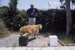 Dr. Bauer with Oscar, Psychology Class Research Dog, Doing a Training Task, May 1998 by New College of Florida