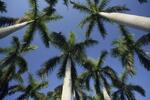 Palm Court, Palm Trees Only, May 1998 by New College of Florida