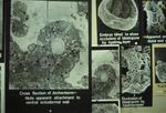 Close-up of Bio Photos, April 1987 by New College of Florida