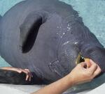 Psychology Students with Manatees at Mote Marine Laboratory, May 1998 by New College of Florida