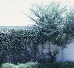 Hamilton Center Exterior, May 1973 by New College of Florida