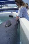 Manatees, May 1998 by New College of Florida