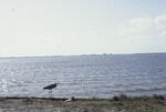 Bay, January 1983 by New College of Florida