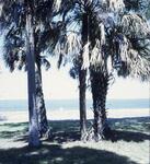 Bayview, May 1973 by New College of Florida