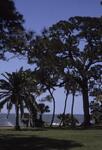 Caples 100 Year-old Pine, April 1987 by New College of Florida