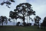 Champion Slash Pine, Caples, July 1984 by New College of Florida